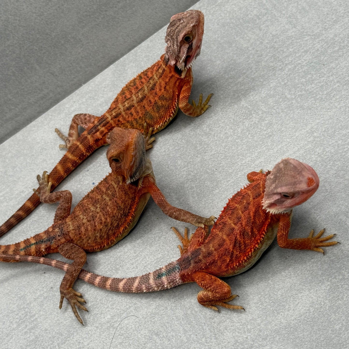 Lot of 3 Red Trans Bearded Dragon