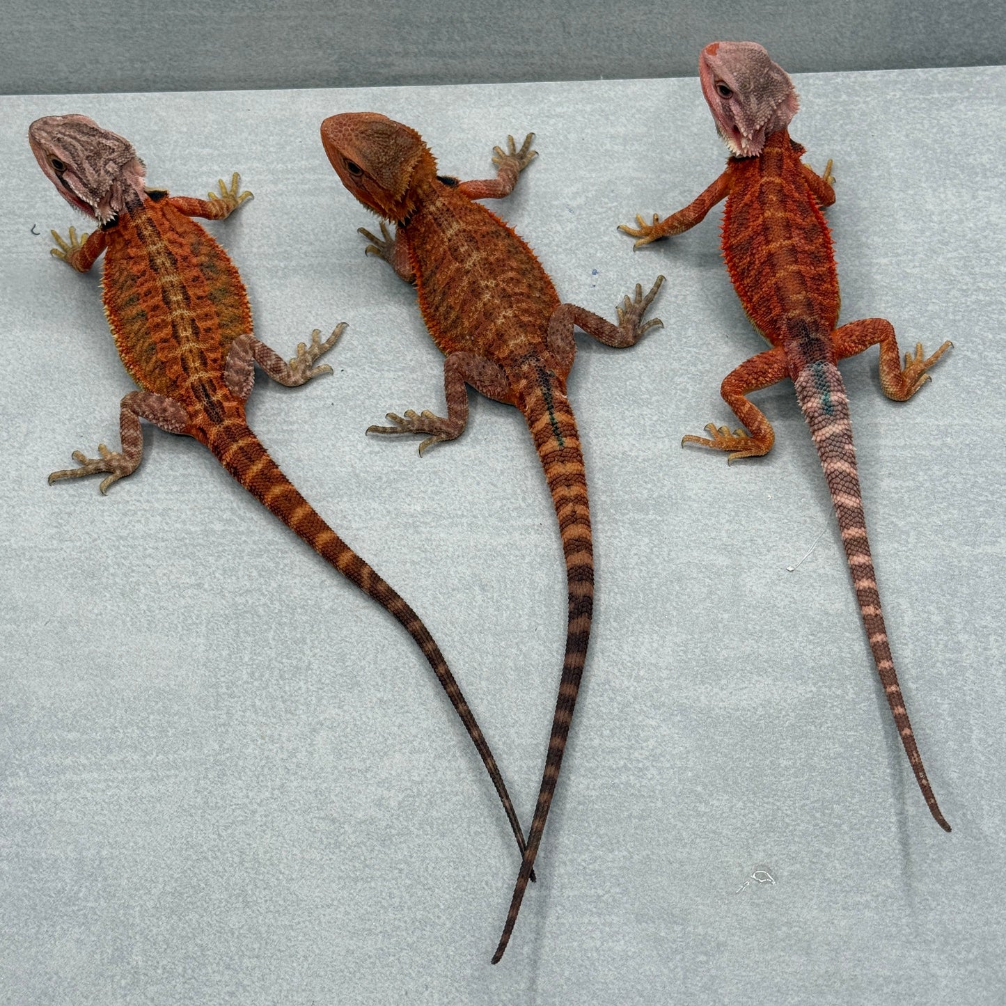 Lot of 3 Red Trans Bearded Dragon