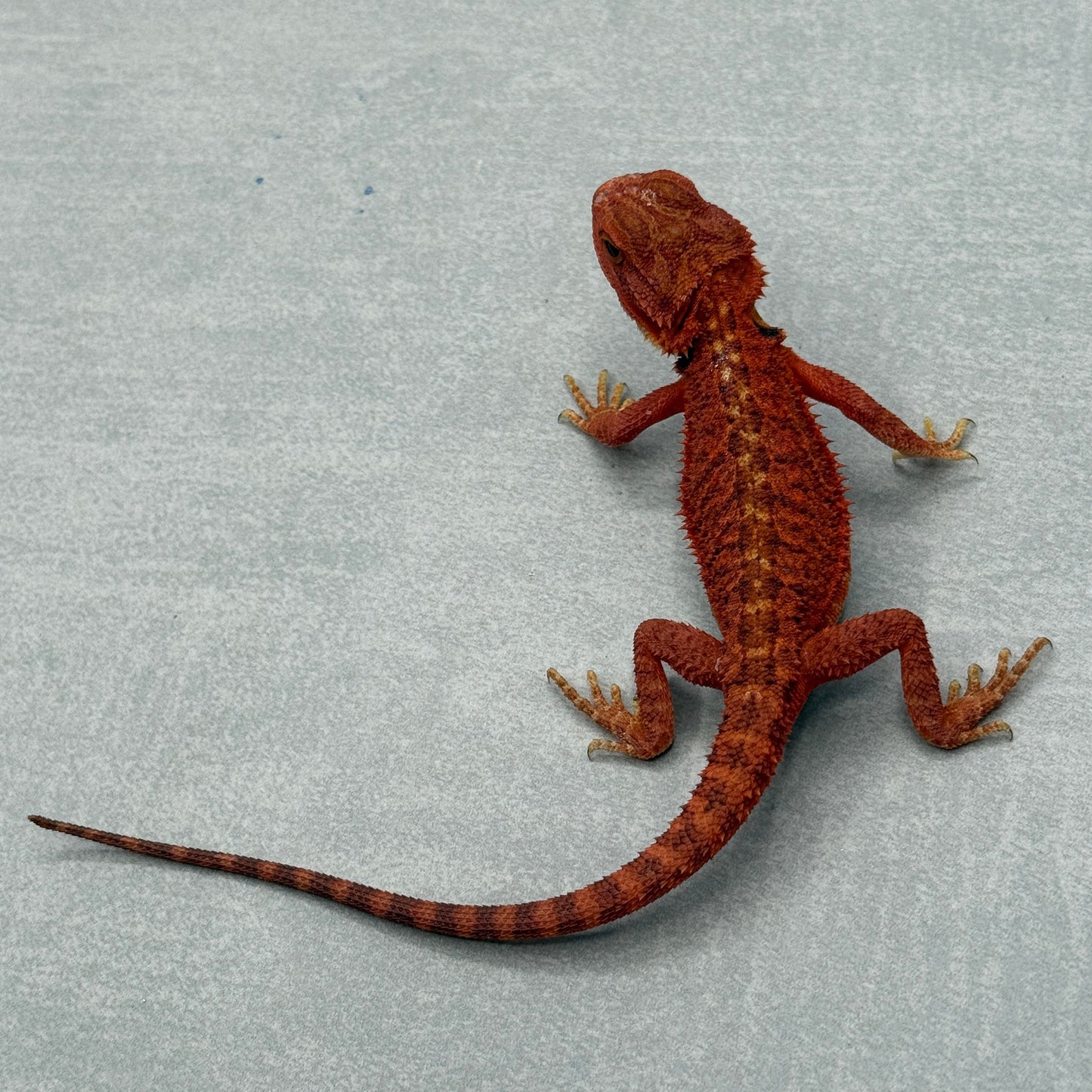 Red Trans Bearded Dragon 680