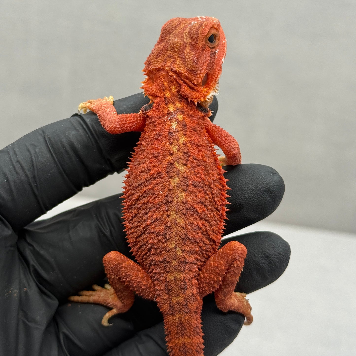 Red Trans Bearded Dragon 680