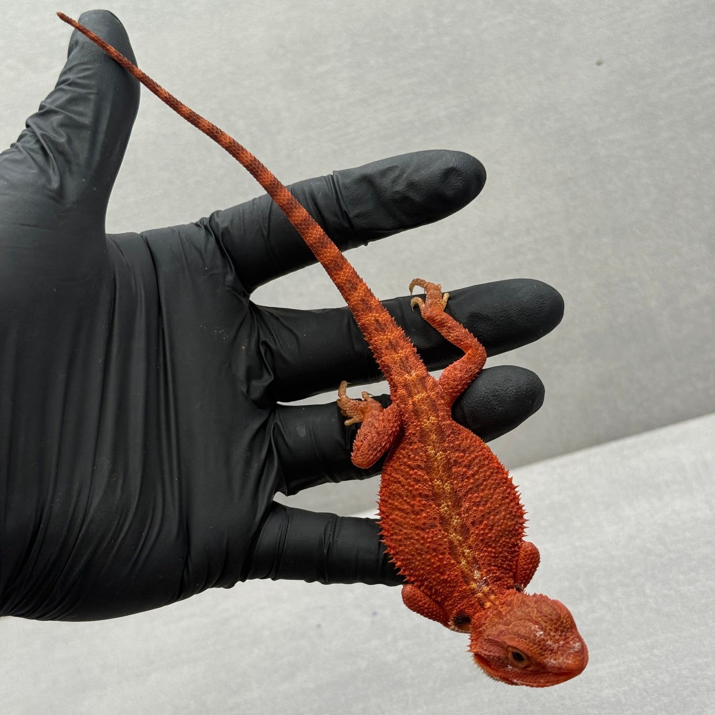 Red Trans Bearded Dragon 680