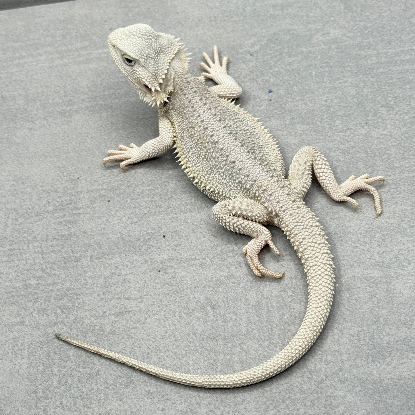 Hypo Zero Bearded Dragon 766