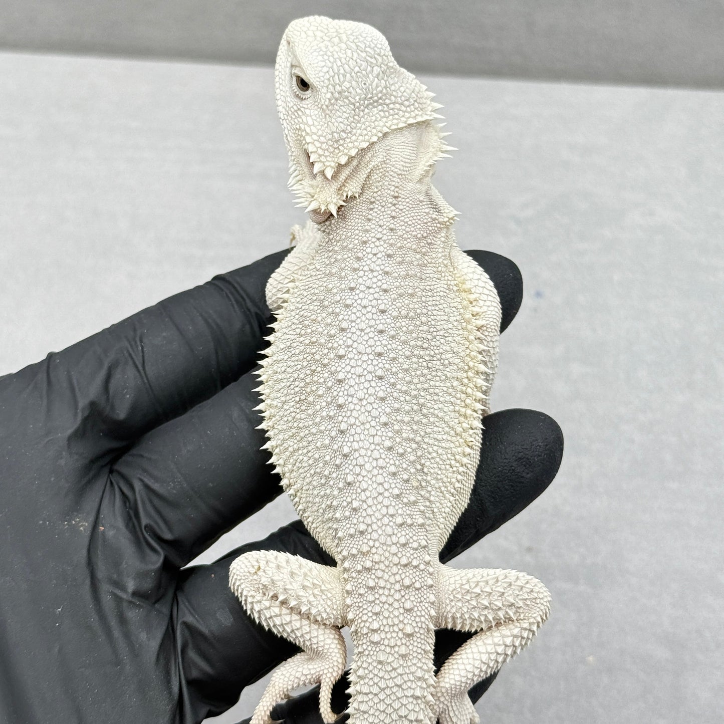 Hypo Zero Bearded Dragon 766