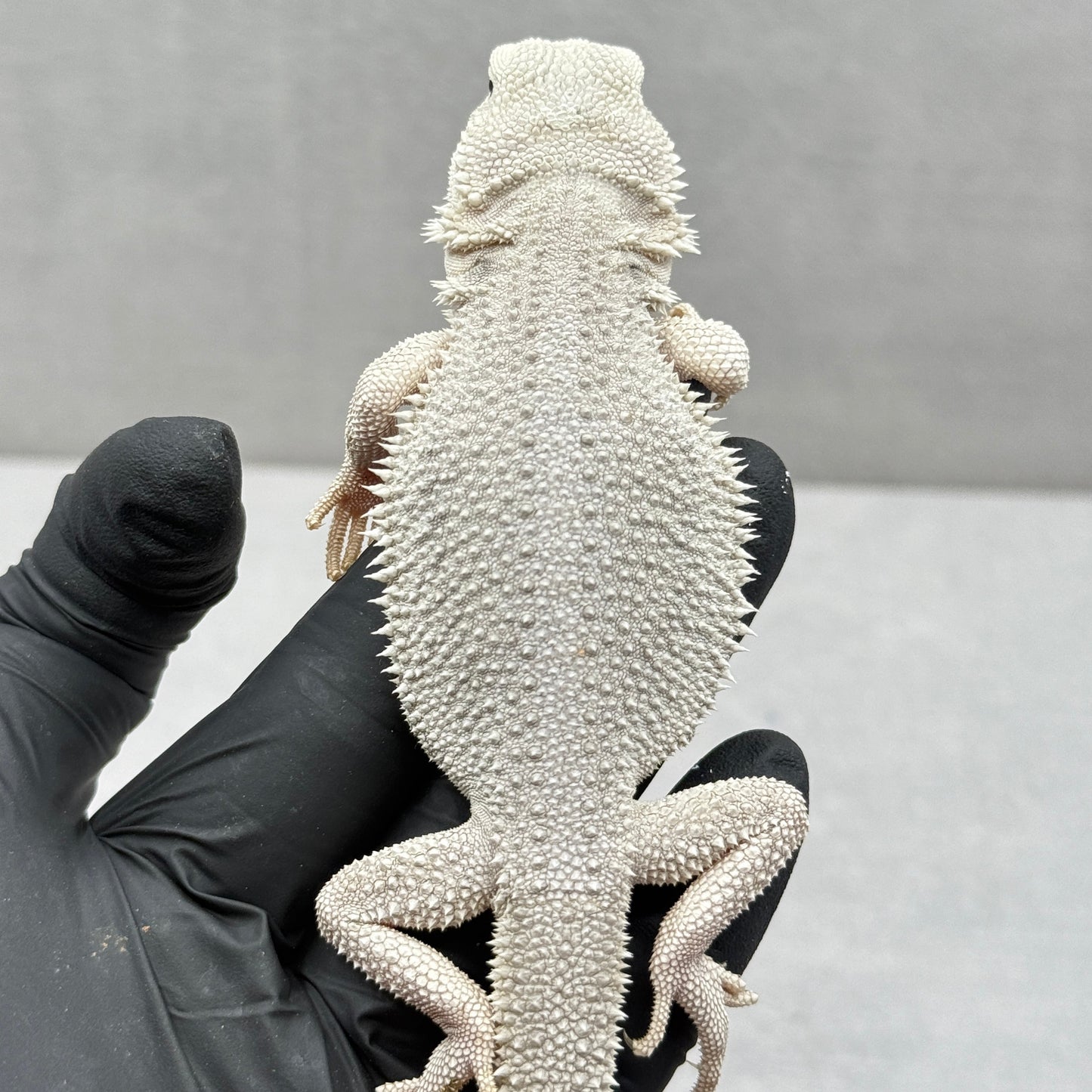 Hypo Zero Bearded Dragon 767