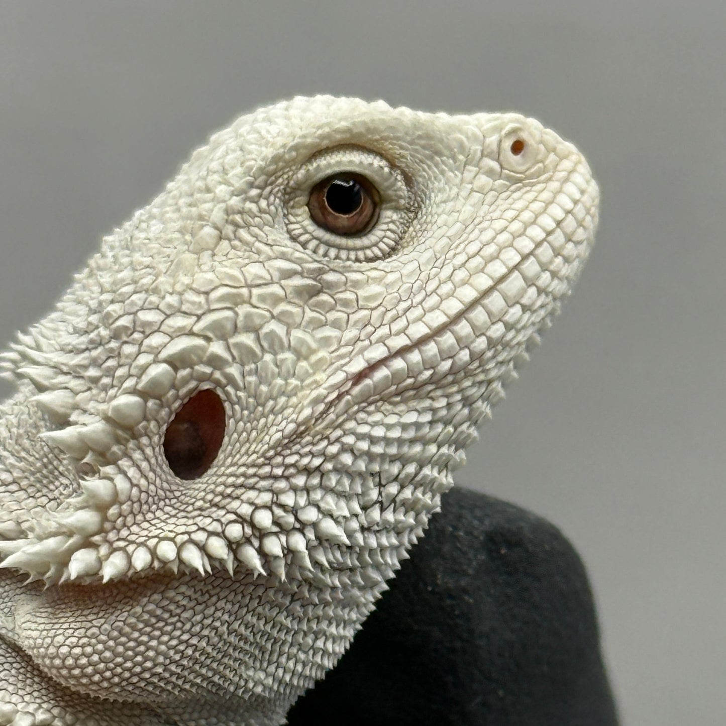 Hypo Zero Bearded Dragon 767