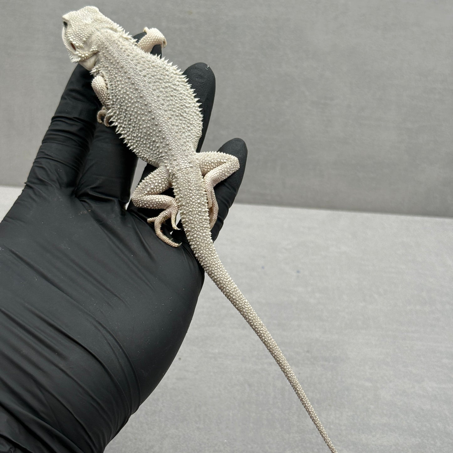 Hypo Zero Bearded Dragon 767