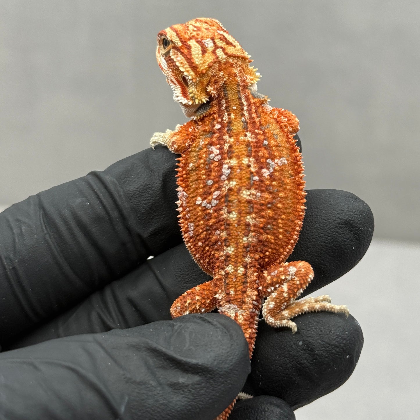 Dunner 75% Red Monster Hypo Bearded Dragons 904