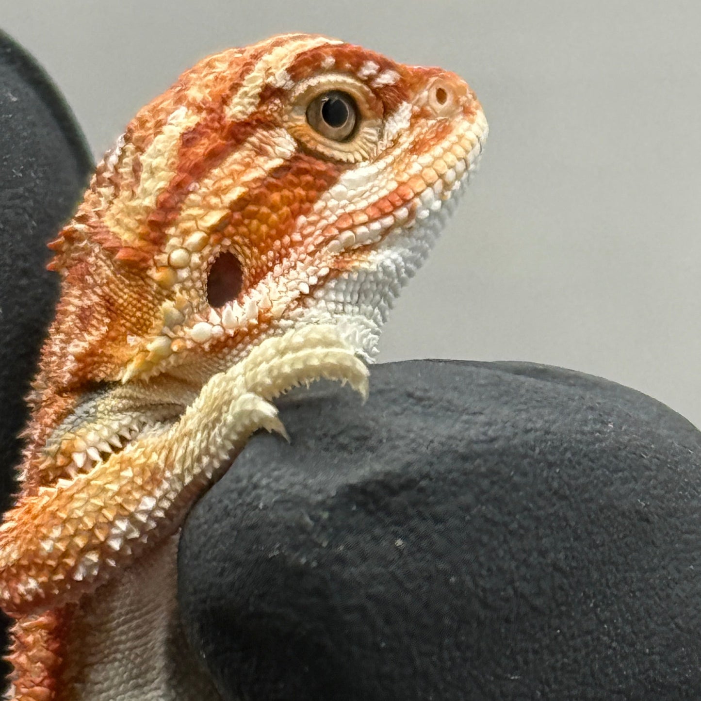 Dunner 75% Red Monster Hypo Bearded Dragons 904