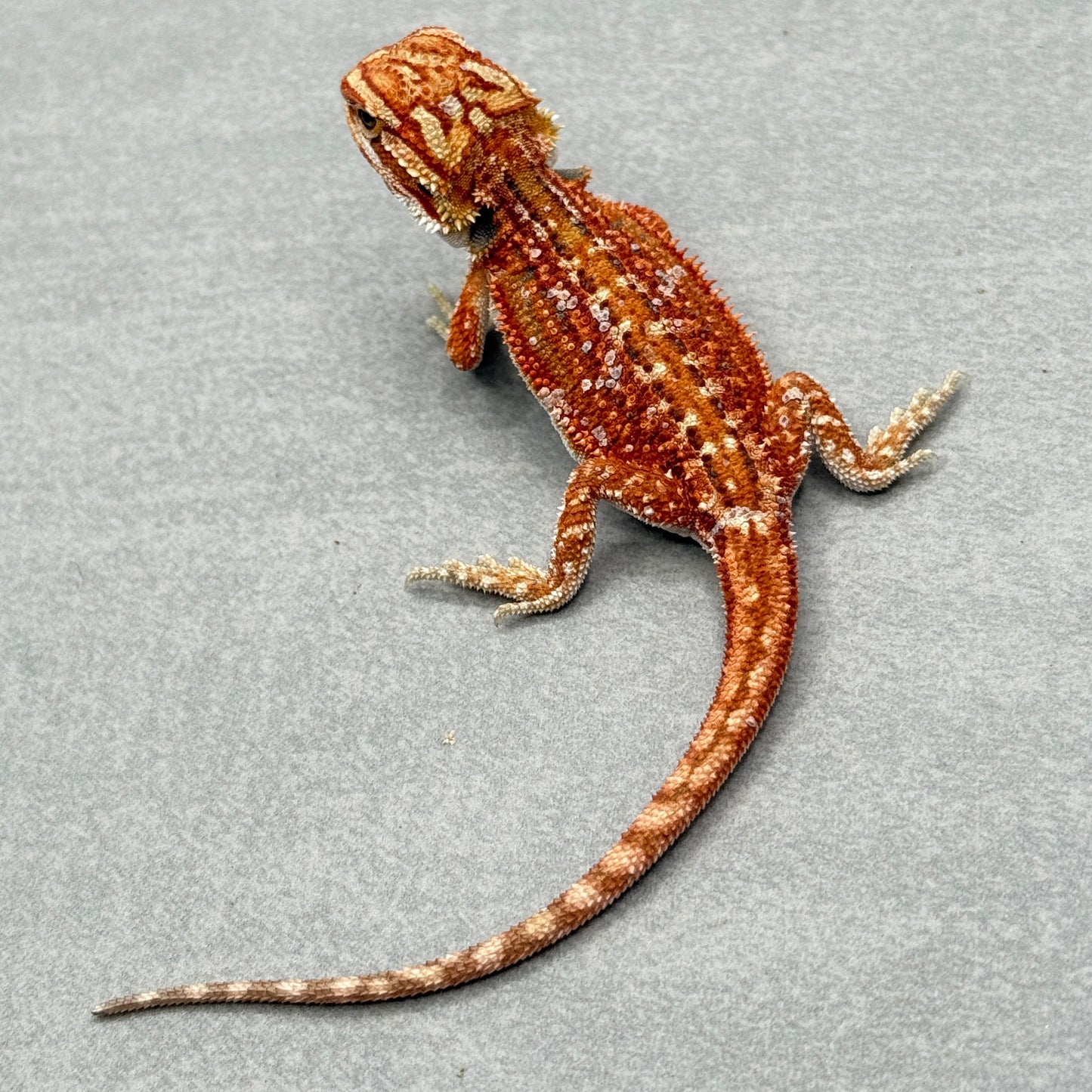 Dunner 75% Red Monster Hypo Bearded Dragons 904