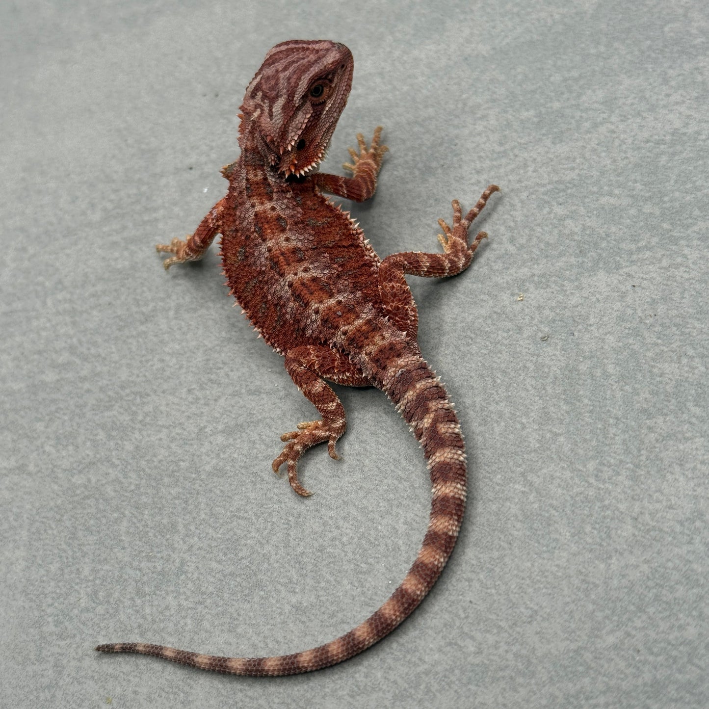 75% Red Monster Hypo Bearded Dragons 905