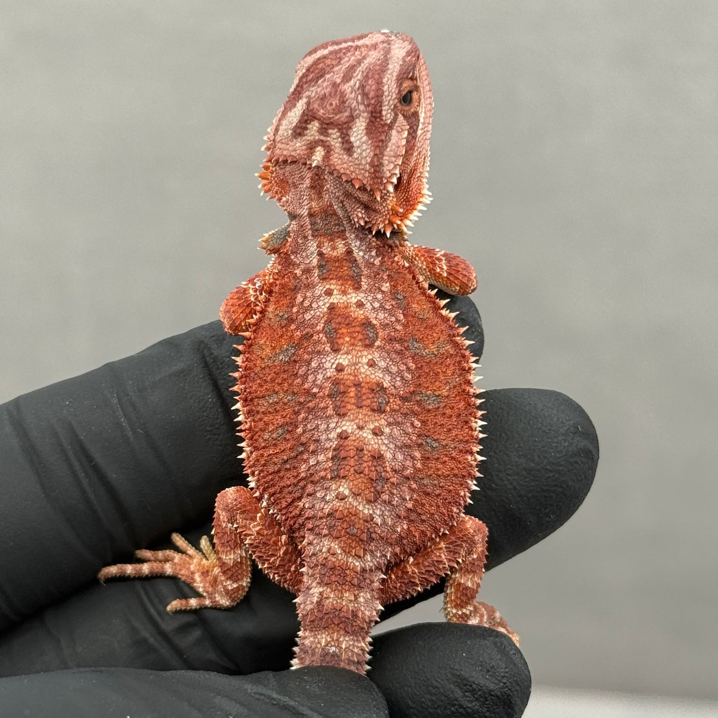 75% Red Monster Hypo Bearded Dragons 905