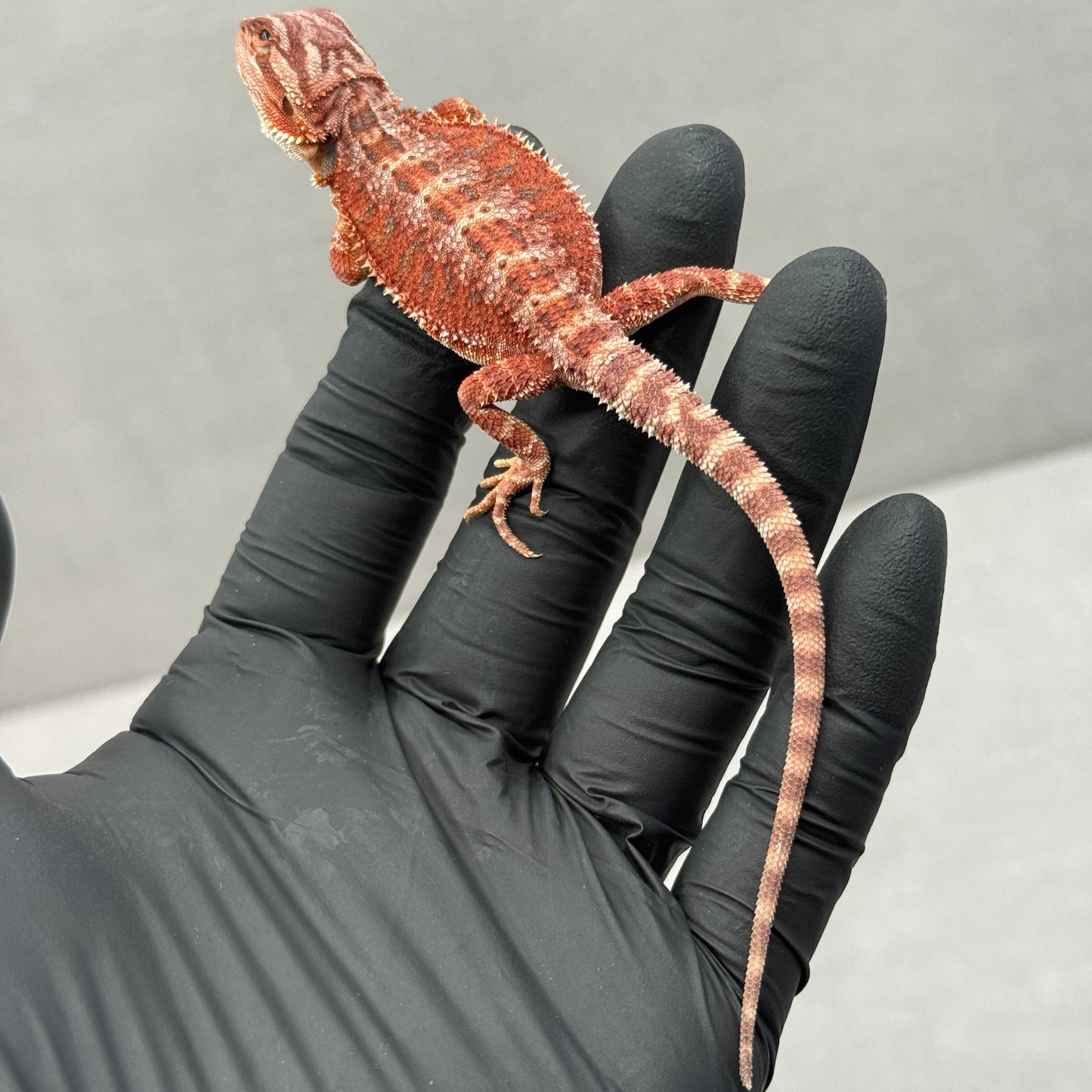 75% Red Monster Hypo Bearded Dragons 905