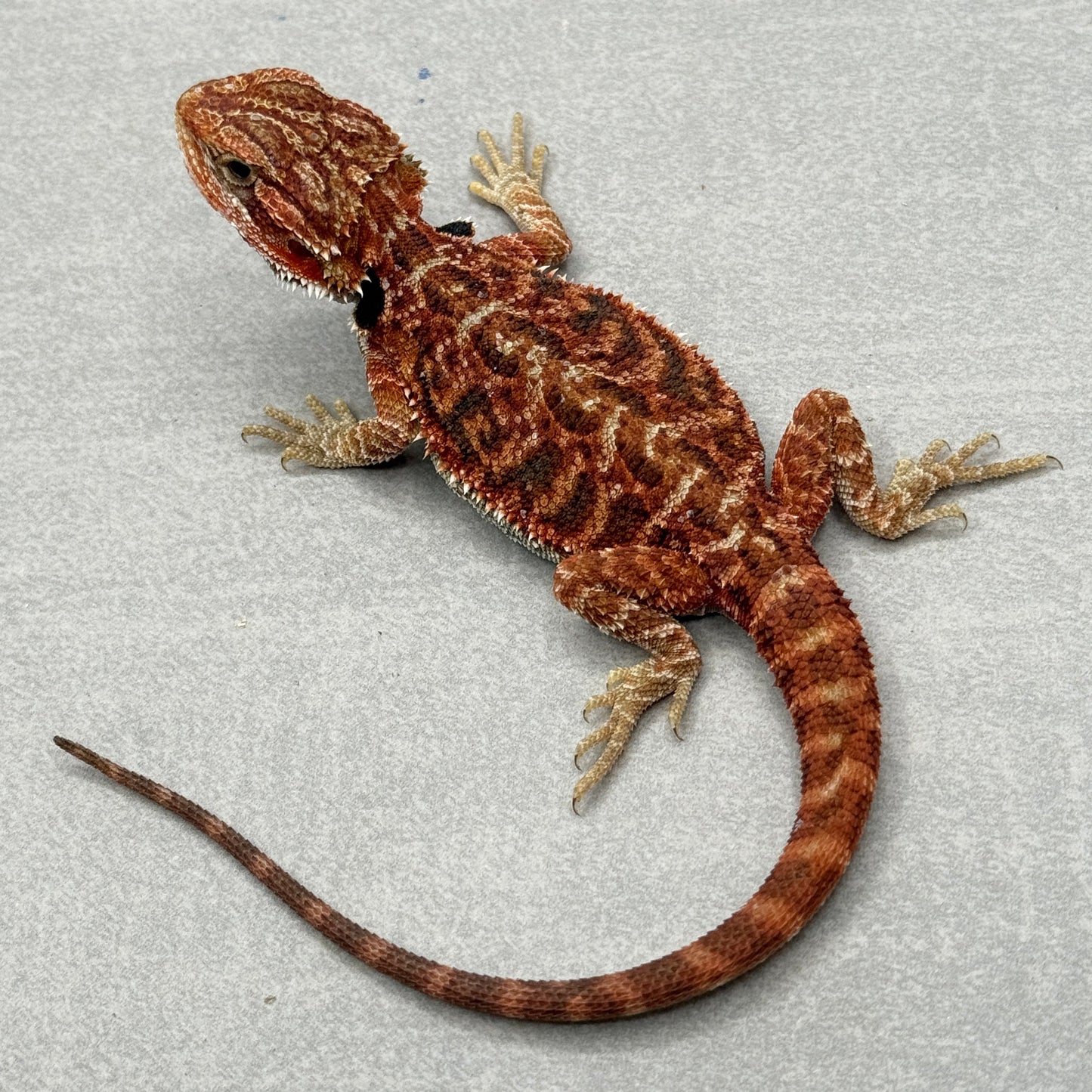 Red Trans Bearded Dragon 681