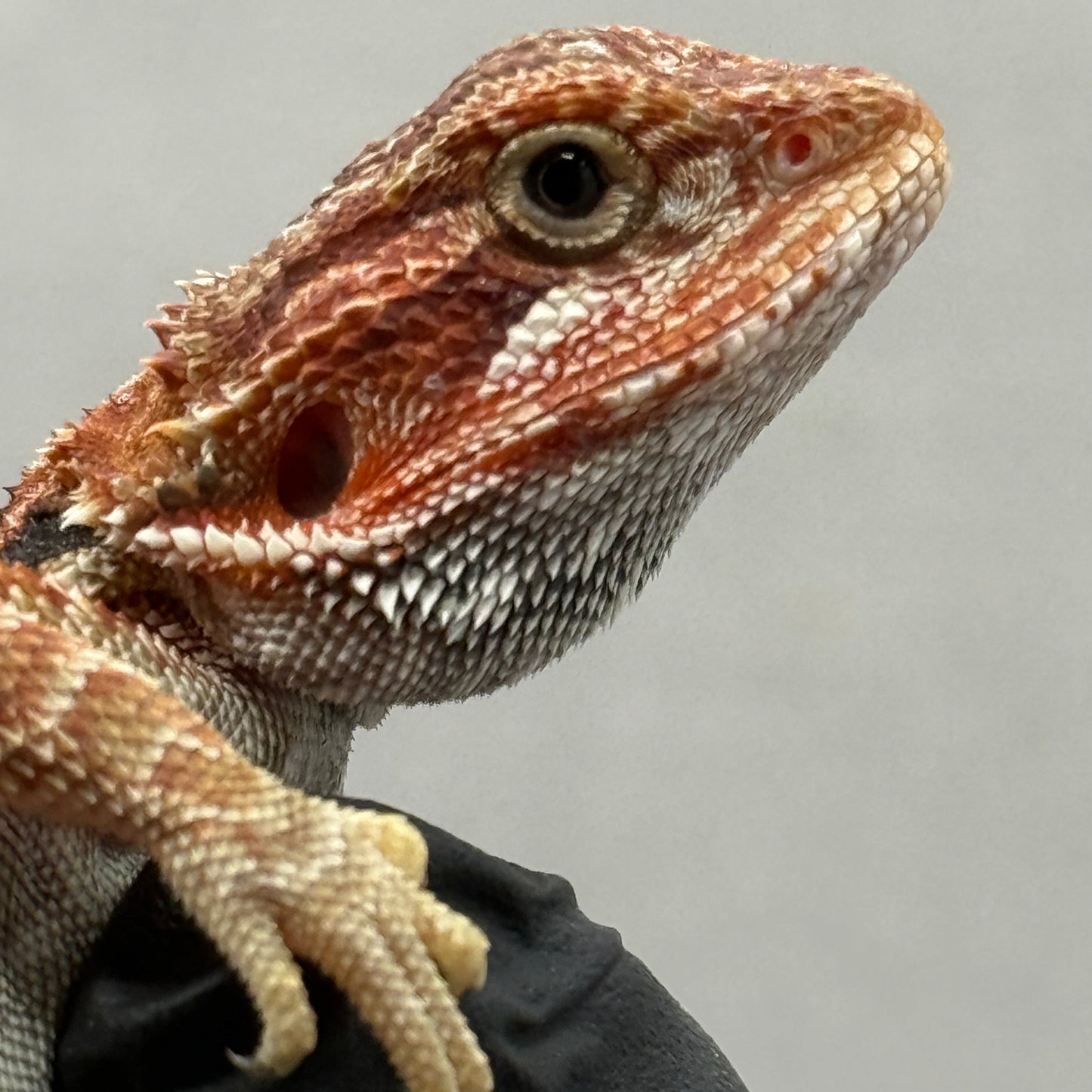 Red Trans Bearded Dragon 681