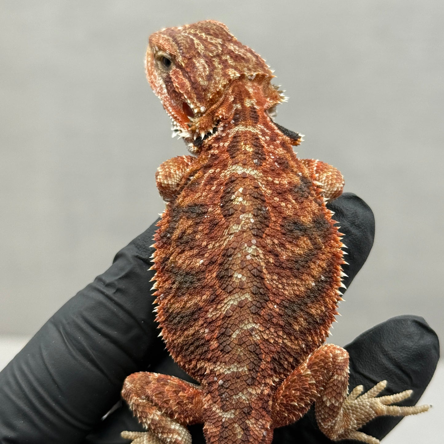 Red Trans Bearded Dragon 681