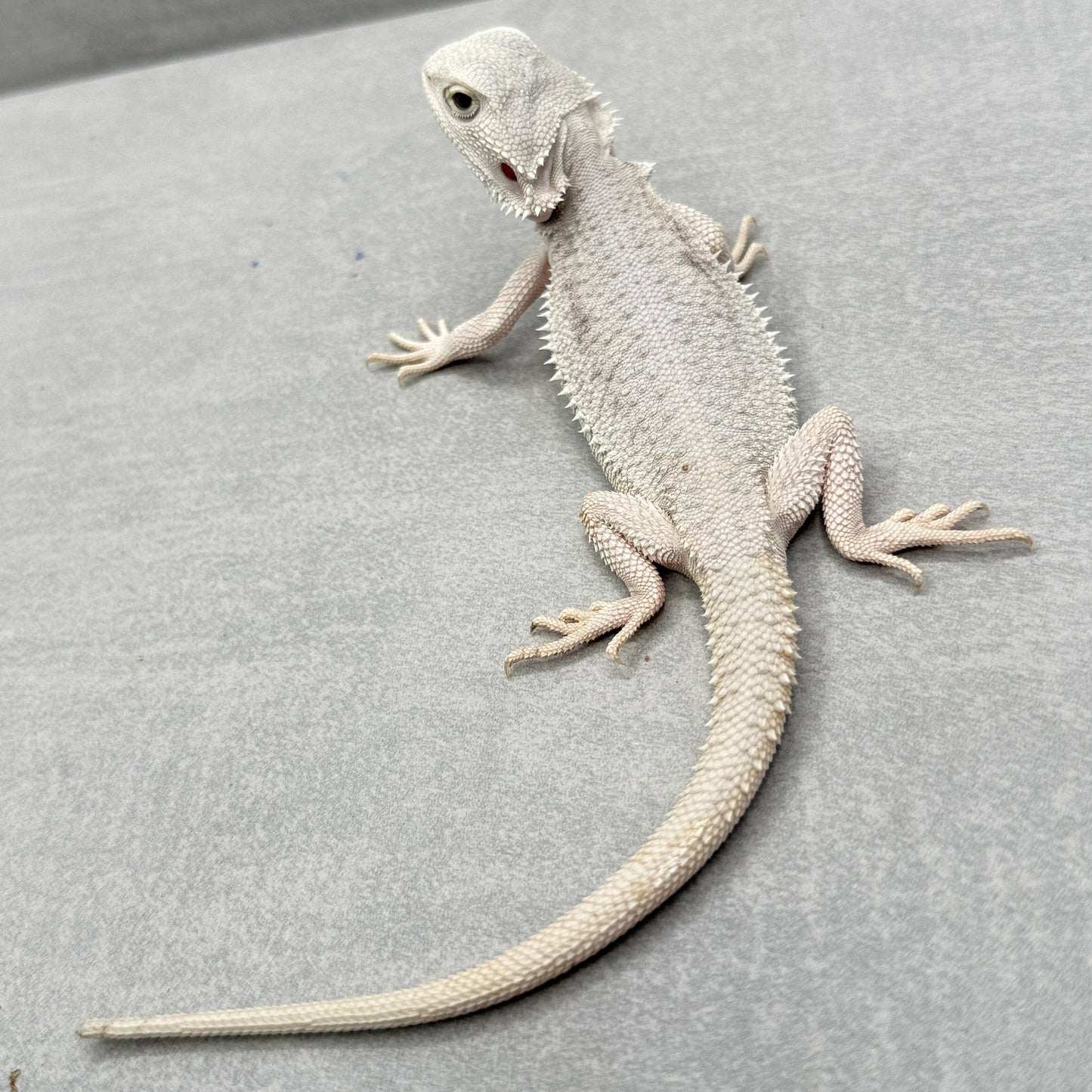 Hypo Zero Bearded Dragon 768