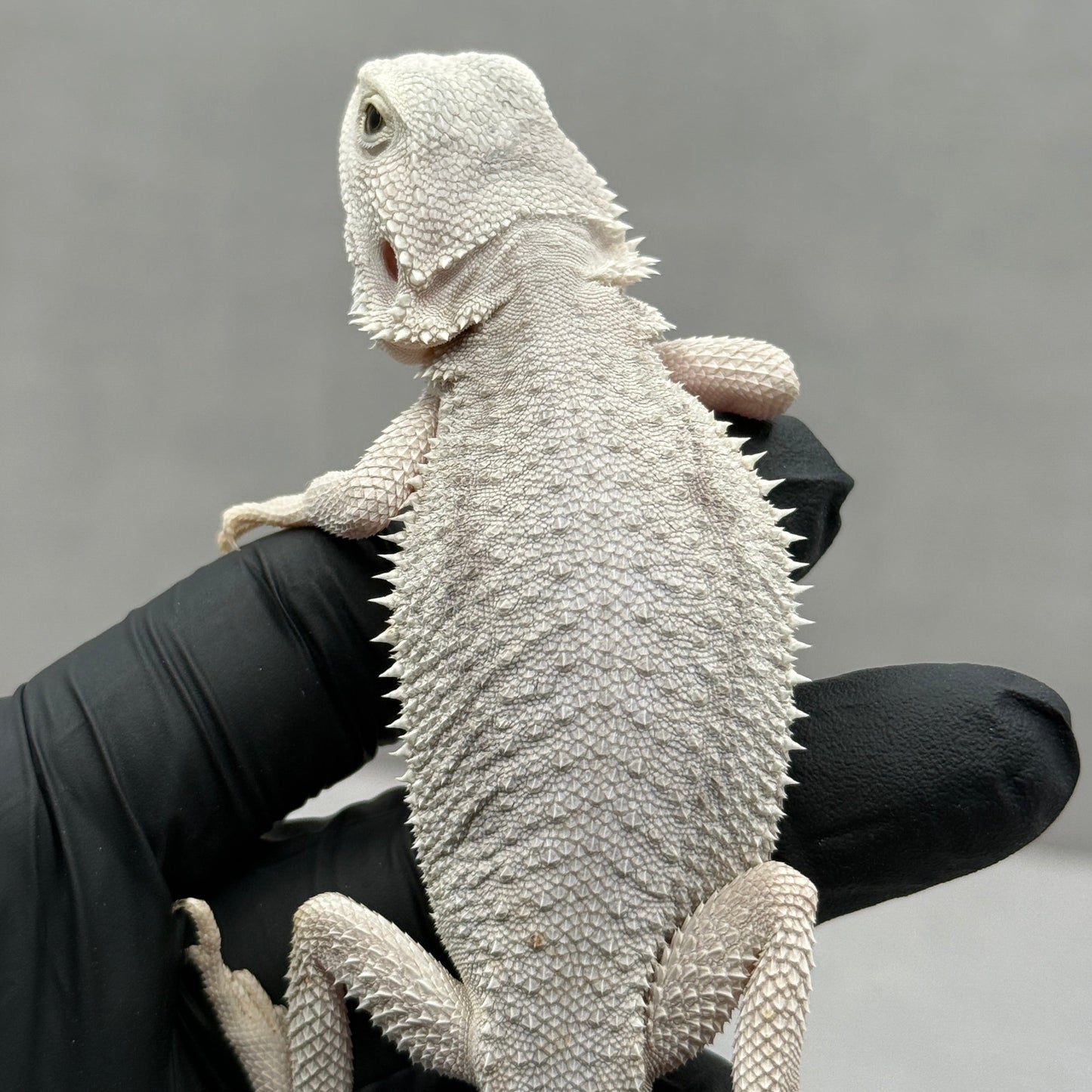 Hypo Zero Bearded Dragon 768