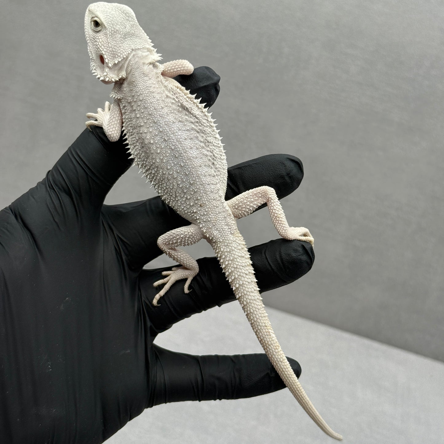 Hypo Zero Bearded Dragon 768
