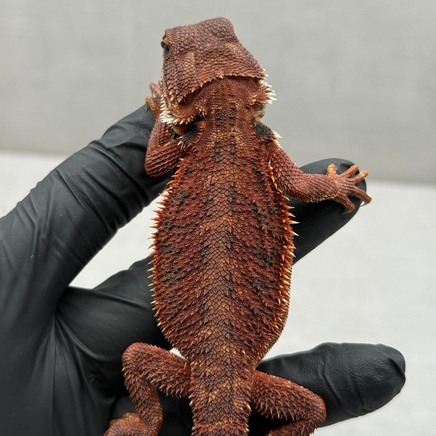 Red Trans Bearded Dragon 682