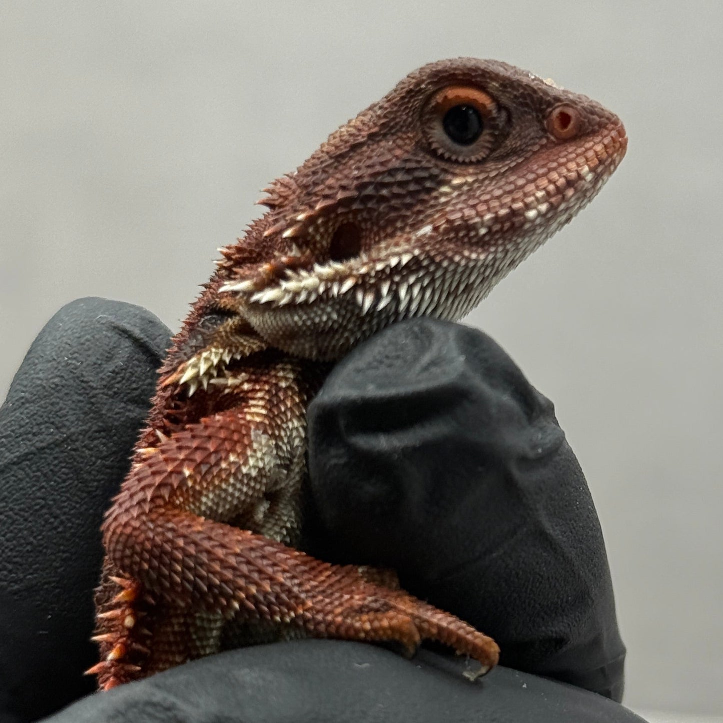 Red Trans Bearded Dragon 682