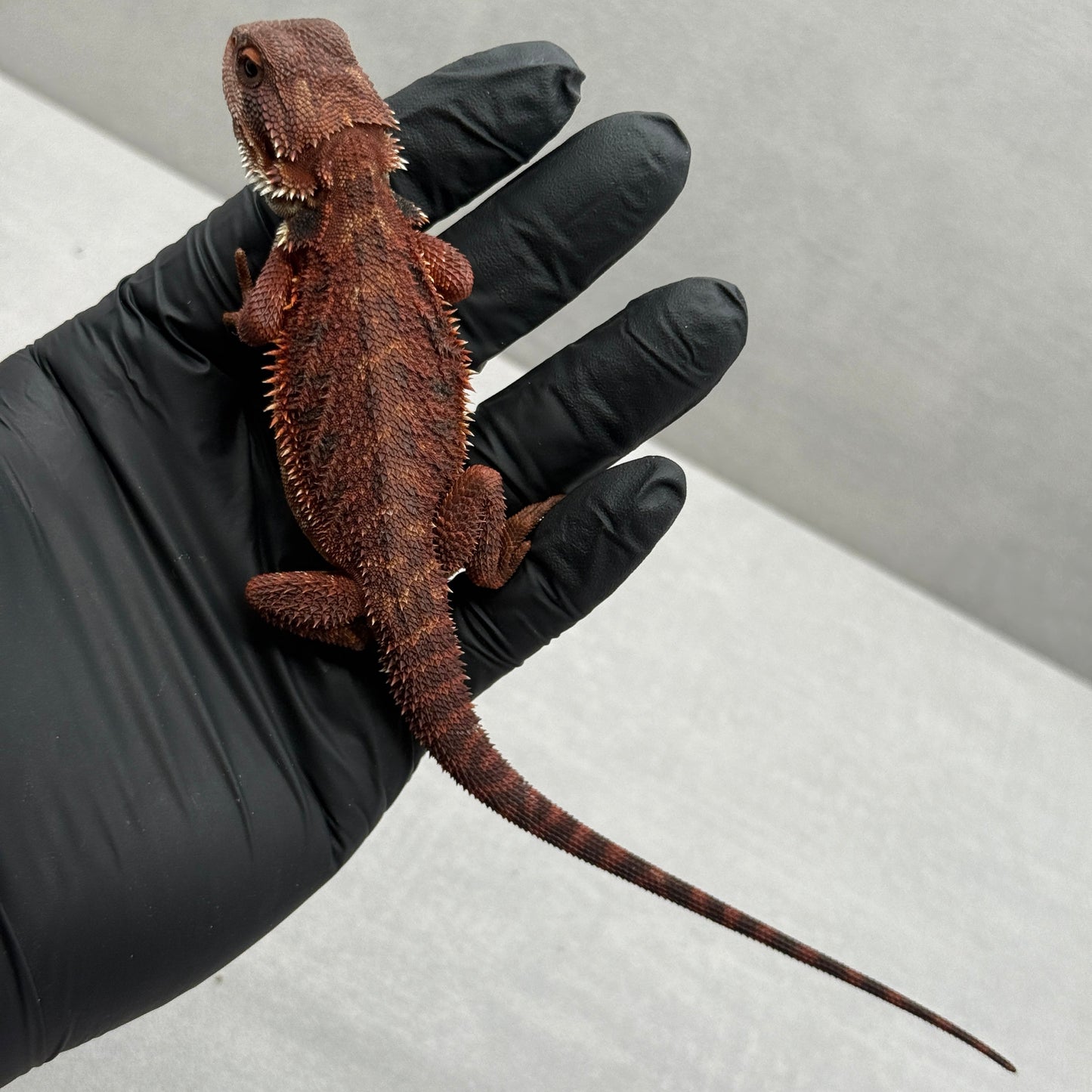 Red Trans Bearded Dragon 682