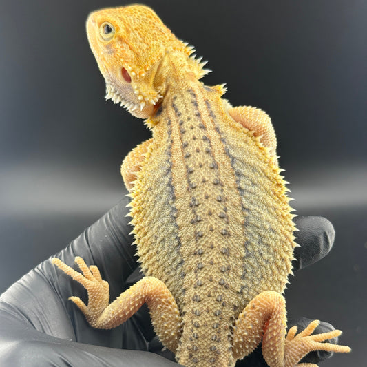 Hypo Trans Thunderbolt Bearded Dragon 809