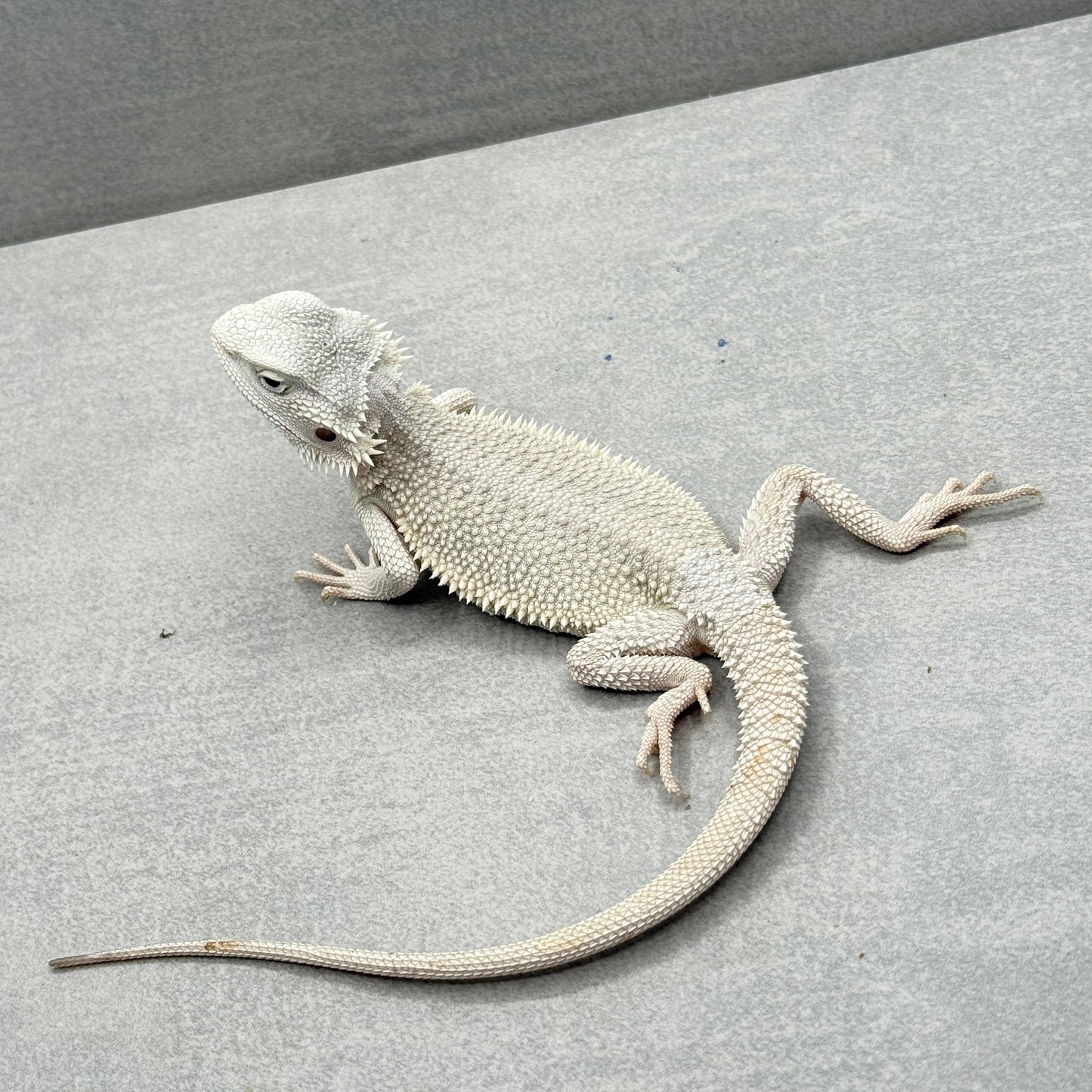 Hypo Zero Bearded Dragon 770