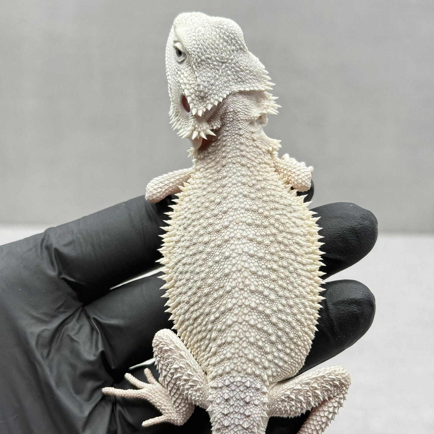 Hypo Zero Bearded Dragon 770