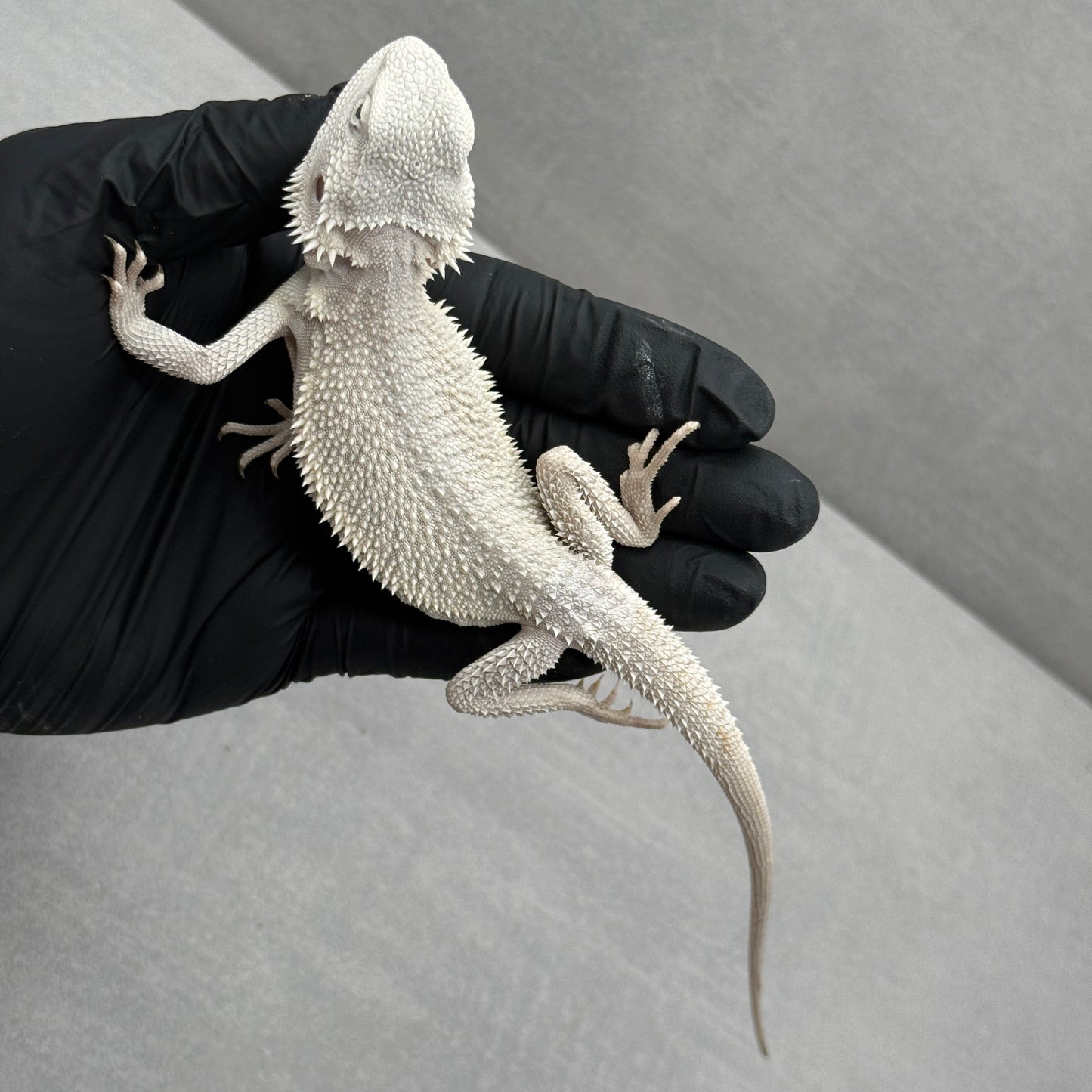 Hypo Zero Bearded Dragon 770