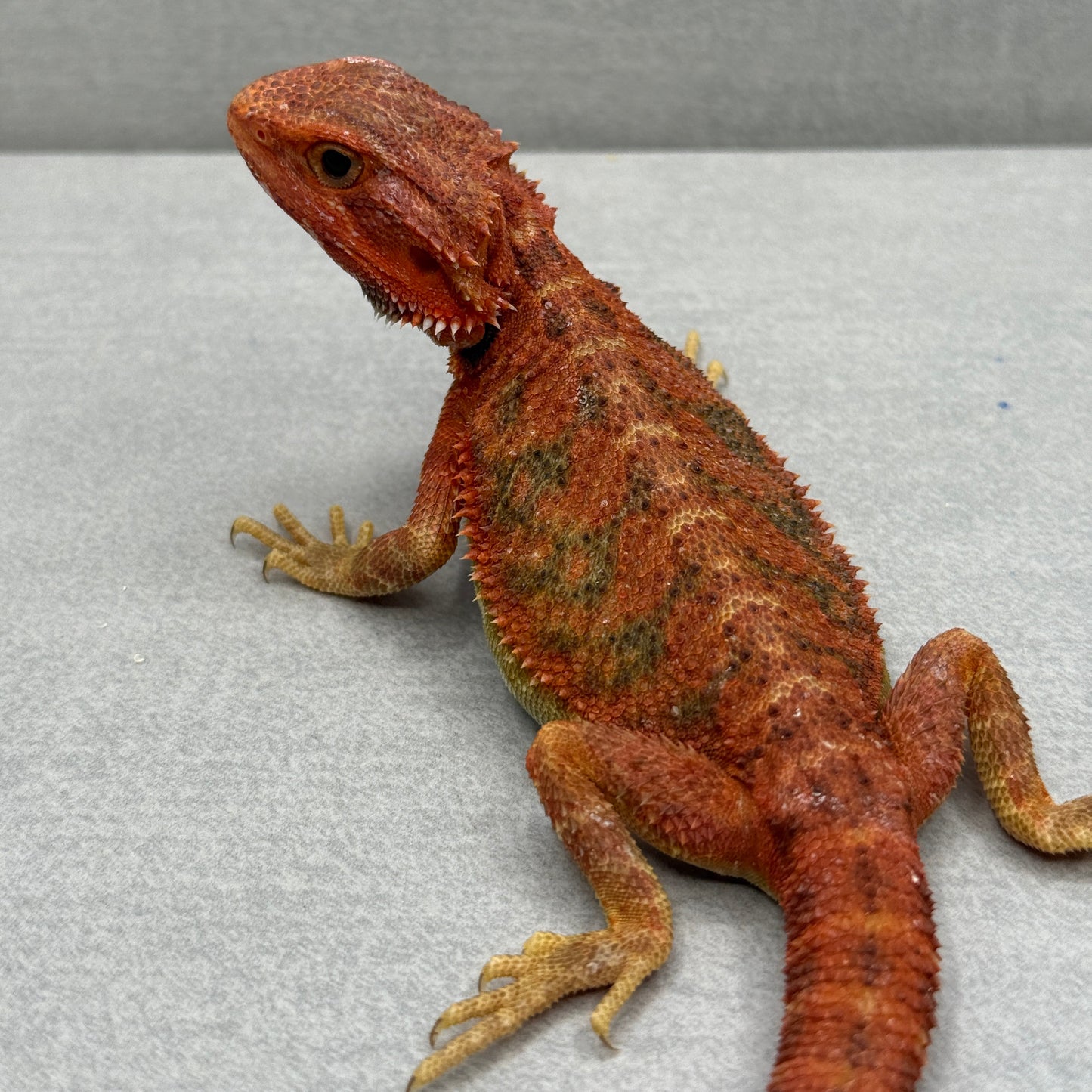 Hypo Trans Red Bearded Dragon 379