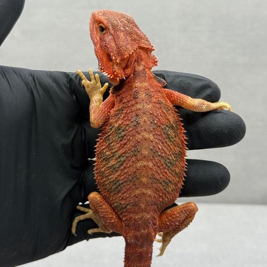 Hypo Trans Red Bearded Dragon 379