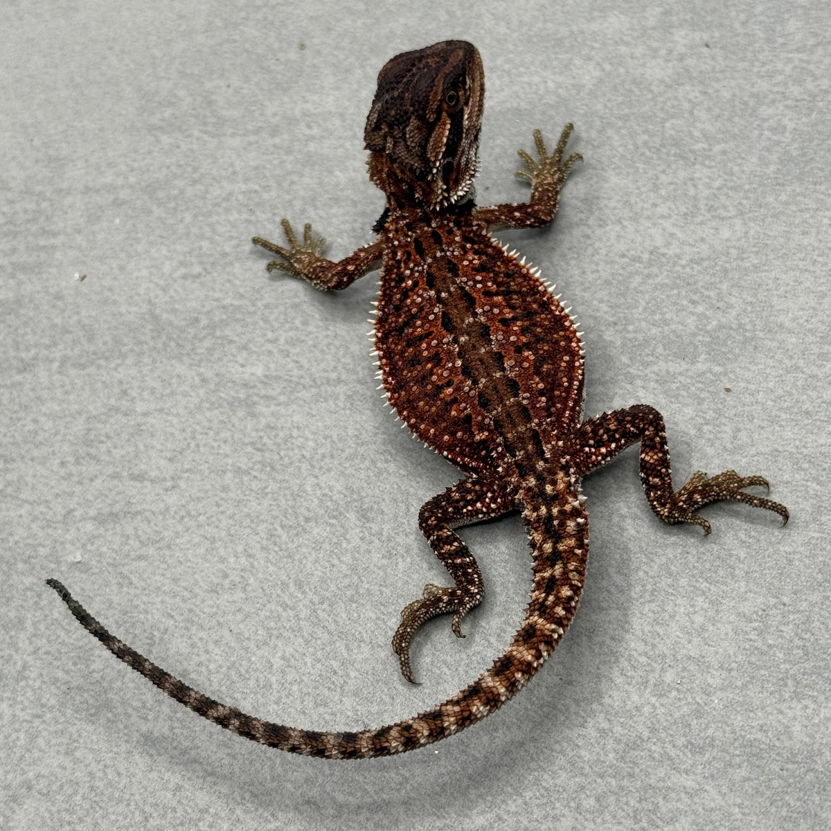 Dunner Red Monster Het Trans Bearded Dragon 903