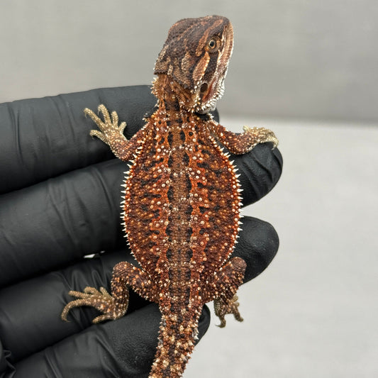 Dunner Red Monster Het Trans Bearded Dragon 903