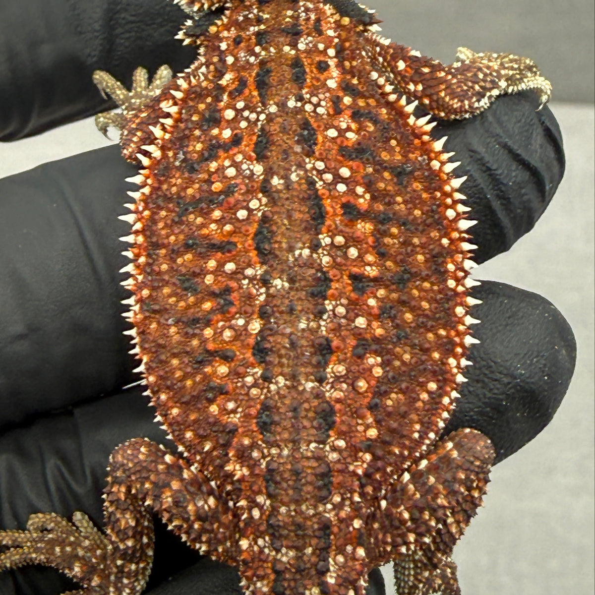 Dunner Red Monster Het Trans Bearded Dragon 903