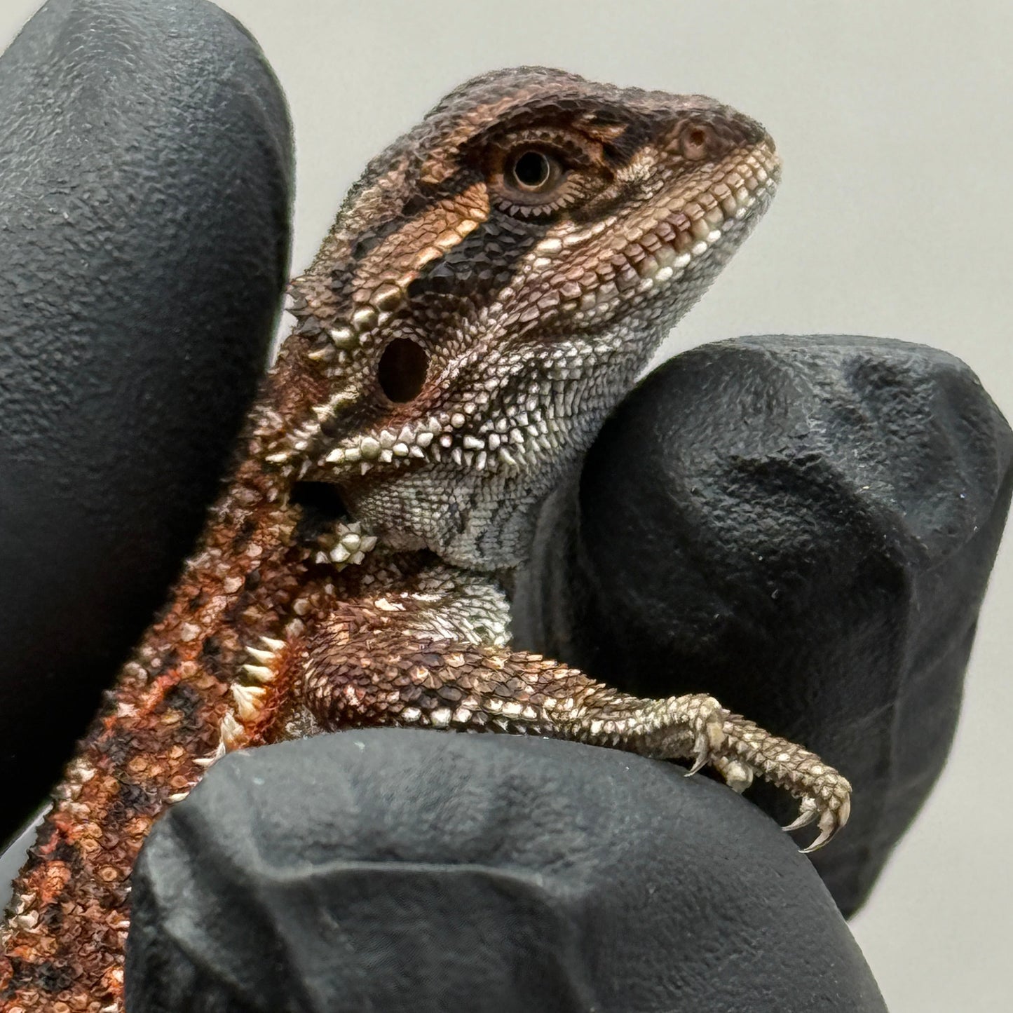 Dunner Red Monster Het Trans Bearded Dragon 903