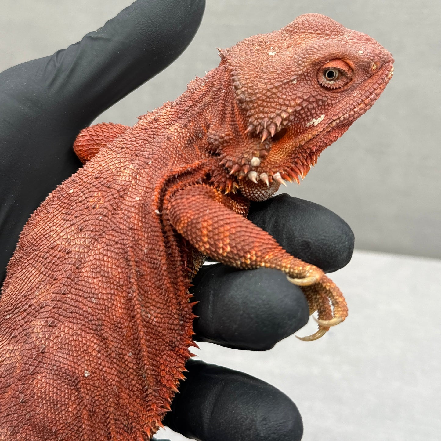 Hypo Red Leatherback Bearded Dragon 380