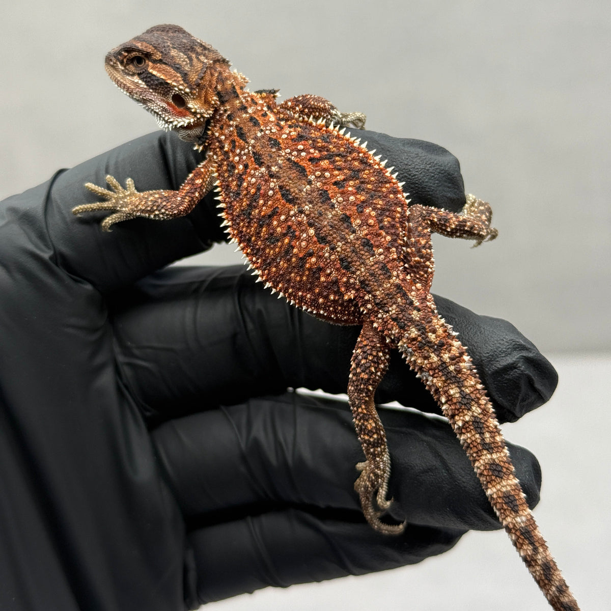 Dunner Red Monster Het Trans Bearded Dragon 903