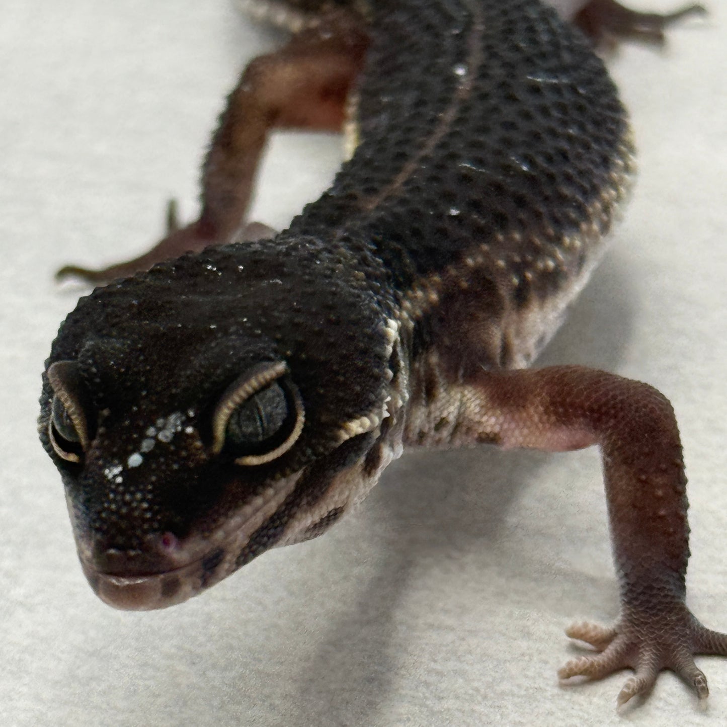 Black Night Leopard Gecko "Pet Only"