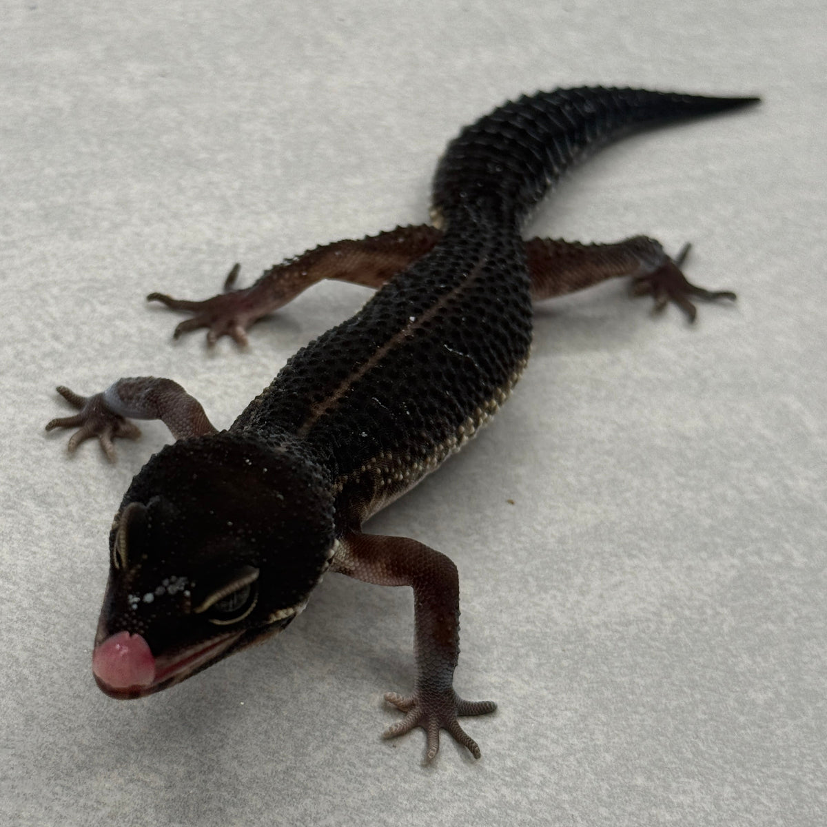 Black Night Leopard Gecko "Pet Only"