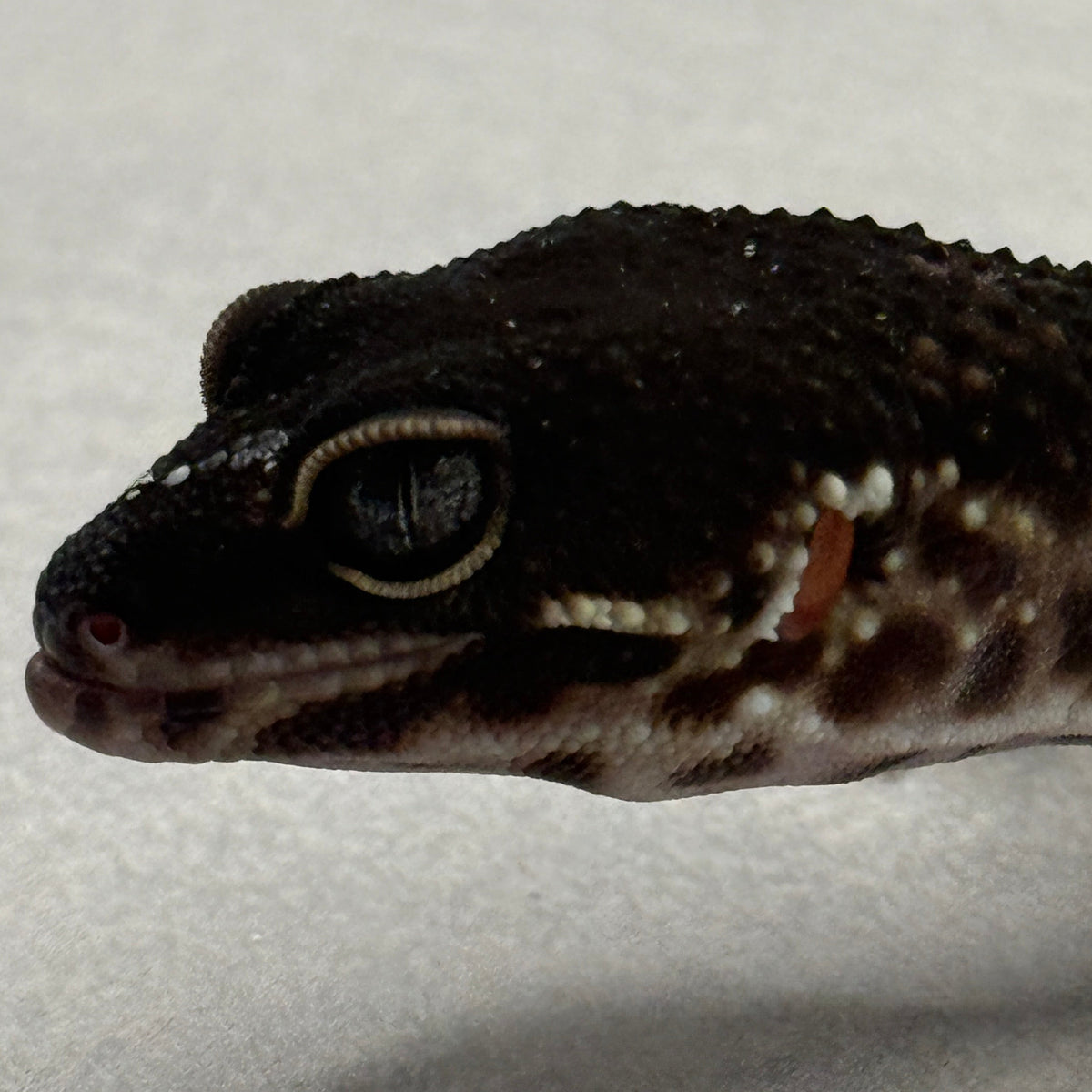Black Night Leopard Gecko "Pet Only"