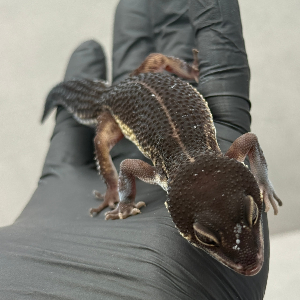 Black Night Leopard Gecko "Pet Only"
