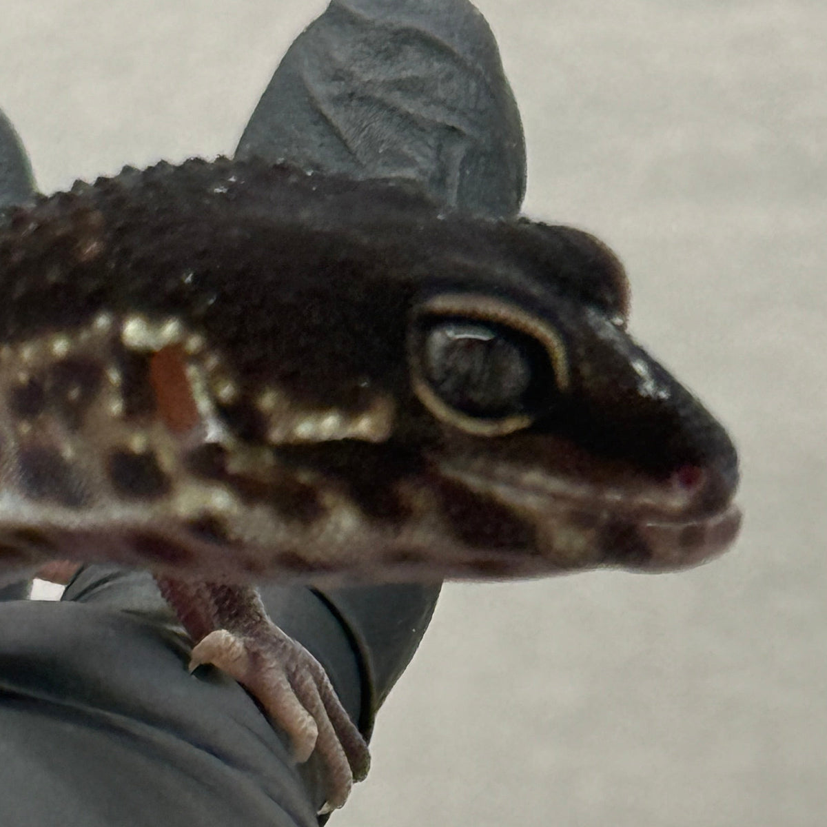 Black Night Leopard Gecko "Pet Only"