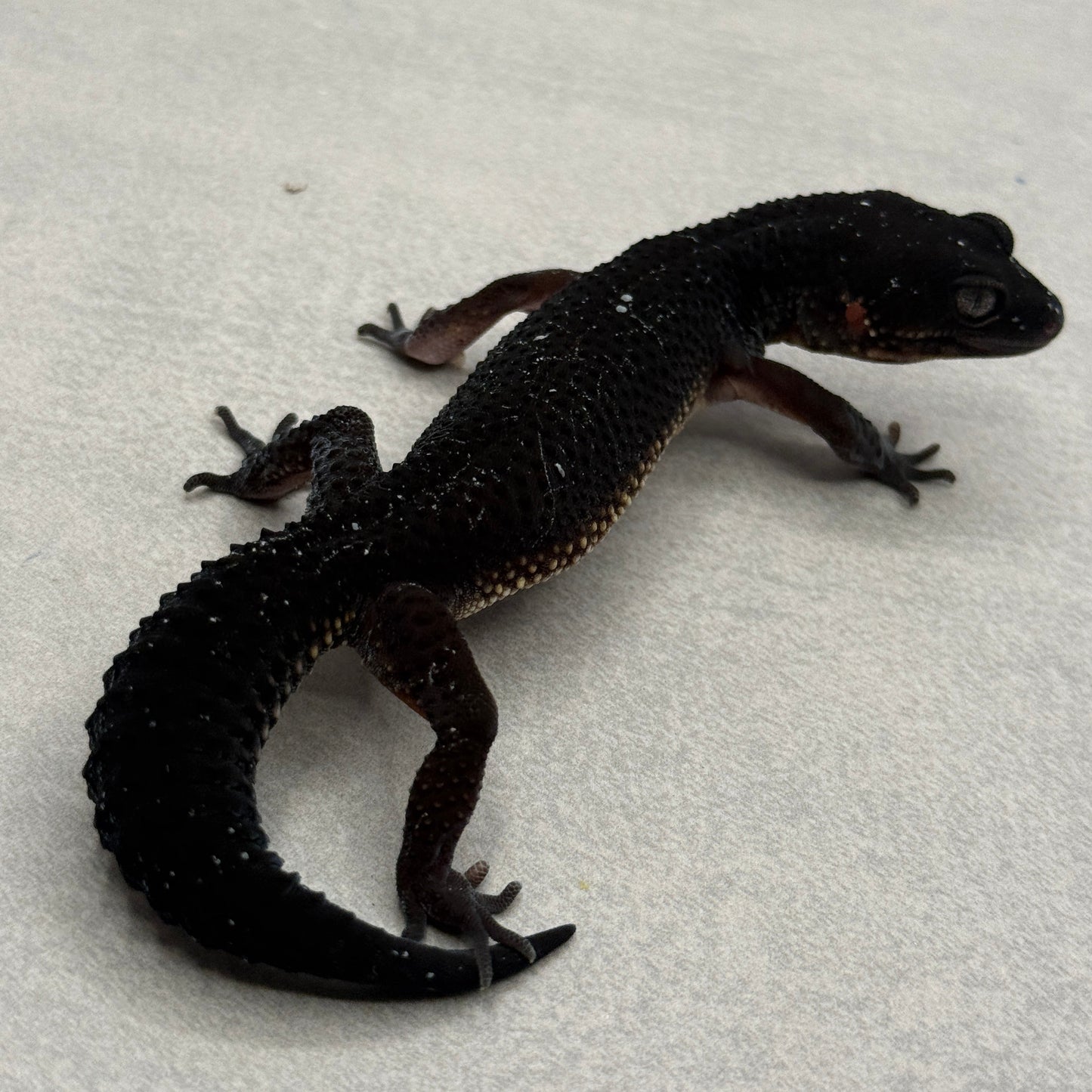 Black Night Leopard Gecko