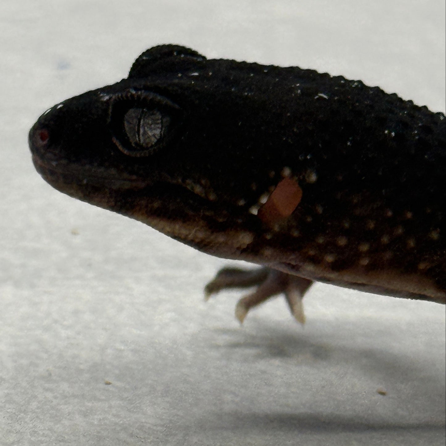 Black Night Leopard Gecko