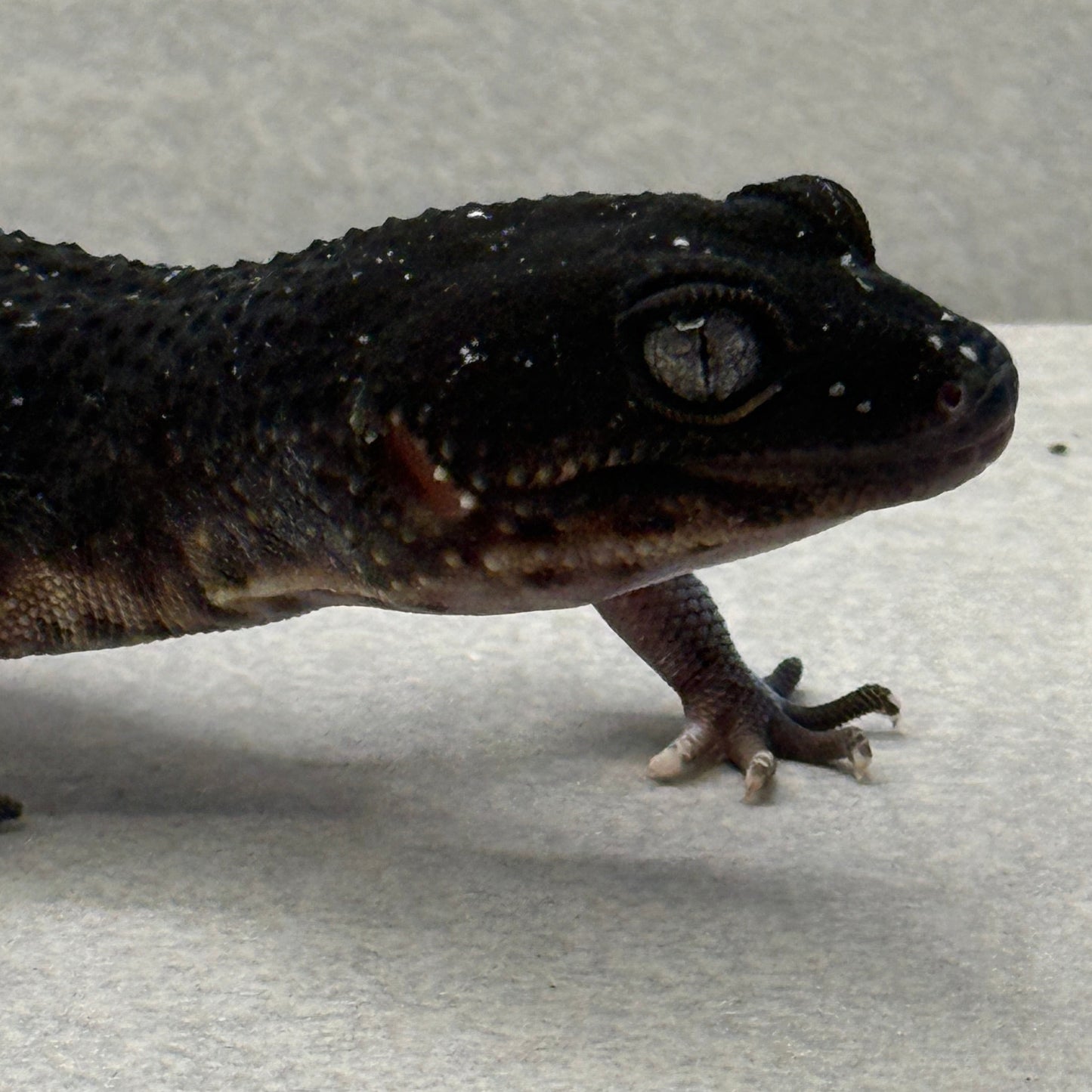 Black Night Leopard Gecko