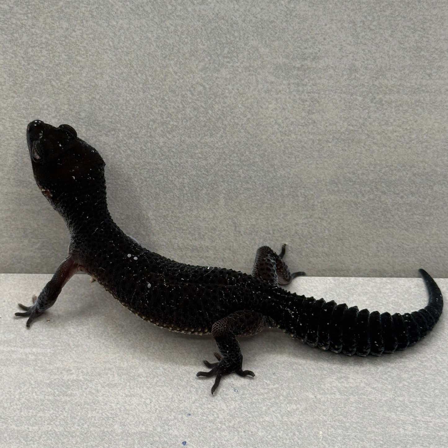 Black Night Leopard Gecko
