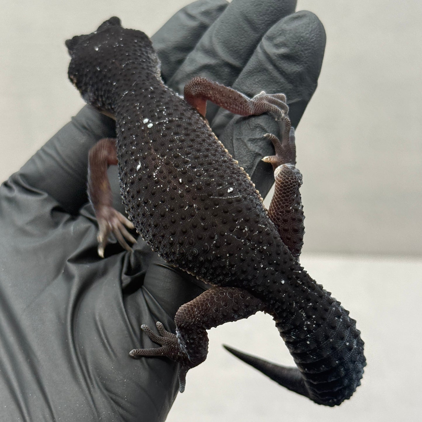 Black Night Leopard Gecko