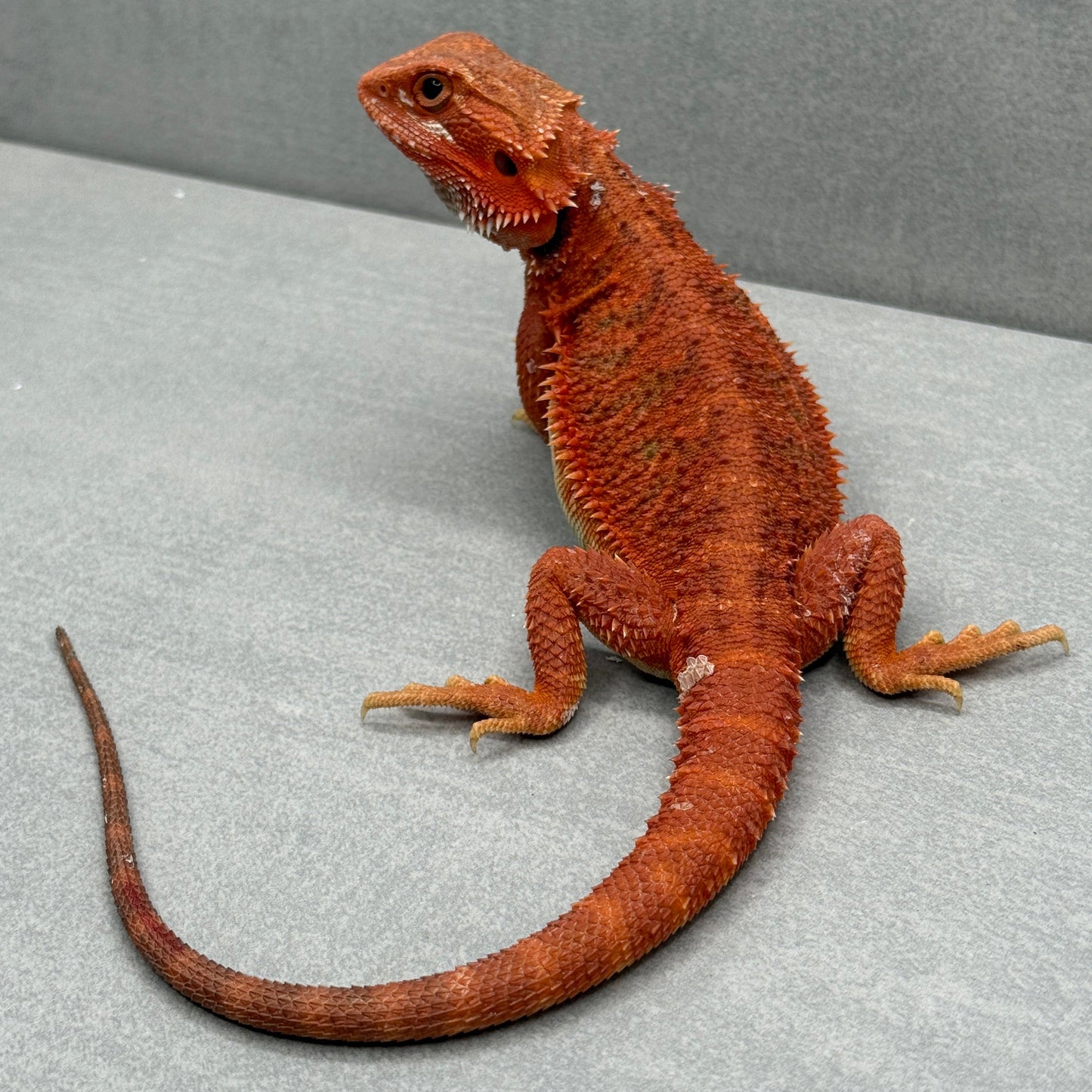Hypo Trans Red Bearded Dragon 390