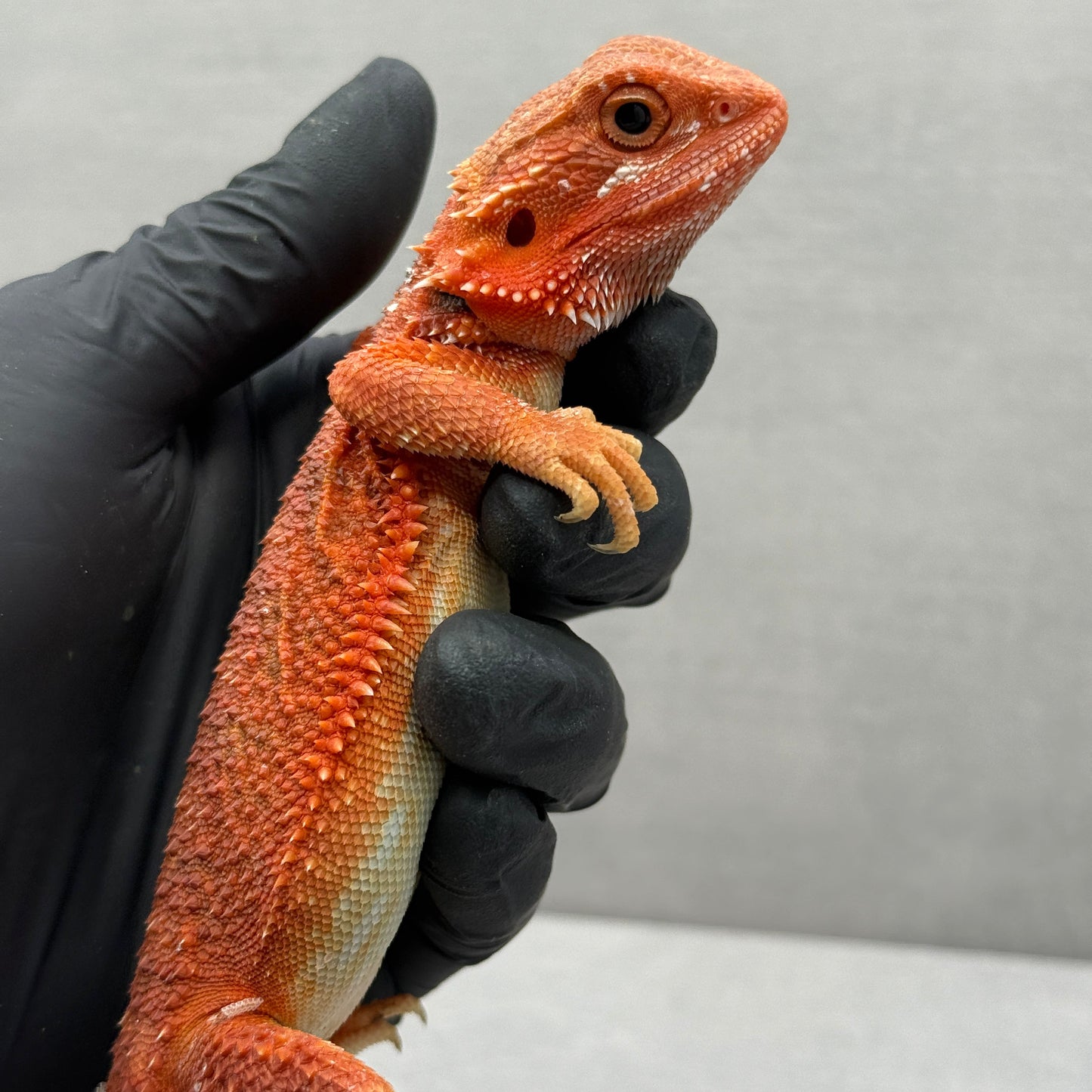 Hypo Trans Red Bearded Dragon 390