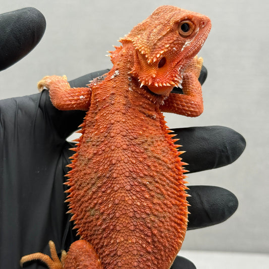 Hypo Trans Red Bearded Dragon 390
